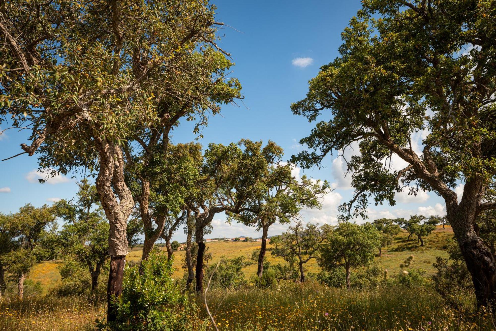 Eco Glamping Portugal Nature Lodge São Luis Exteriör bild